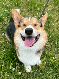 天使の笑顔！ 愛らしいニコくん（画像提供：nicoさん）