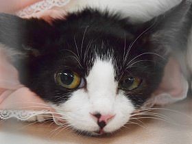 犬猫の譲渡会を大規模施設で　イケア、京王百貨店、Jリーグ…