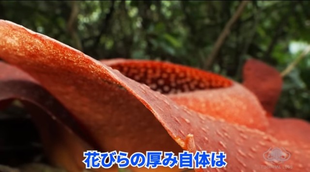 横から見ると、花びらは1ミリほどで、サラミや生ハムのよう。