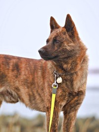 凛々しい表情が素敵な甲斐犬・ろくくん（画像提供：ROKUさん）