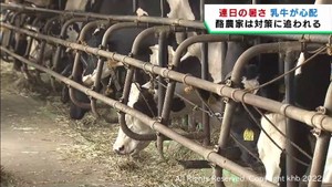 牛の夏バテ対策に追われる酪農家　搾乳量の減少を心配　宮城・大崎市