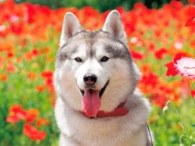 ほんわか癒やし系のハスキー　“愛犬日記”から生まれた写真集