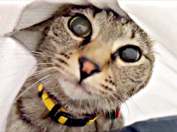 トレーナーの中でくつろぐかえでちゃん（画像提供：琥みっちゃきぃ@保護猫さん）