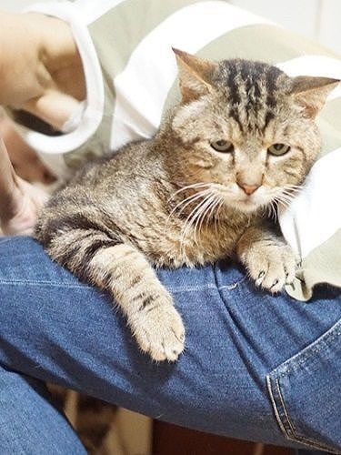 栃木から来た「アゴベエ」。自力で排尿できないので後ろ足の付け根のあたりを押してあげます