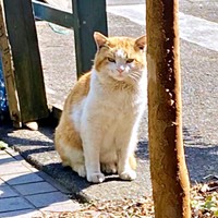 保護前、台風や雪の日も家に現れた若林くん（画像提供：たいしおさん）