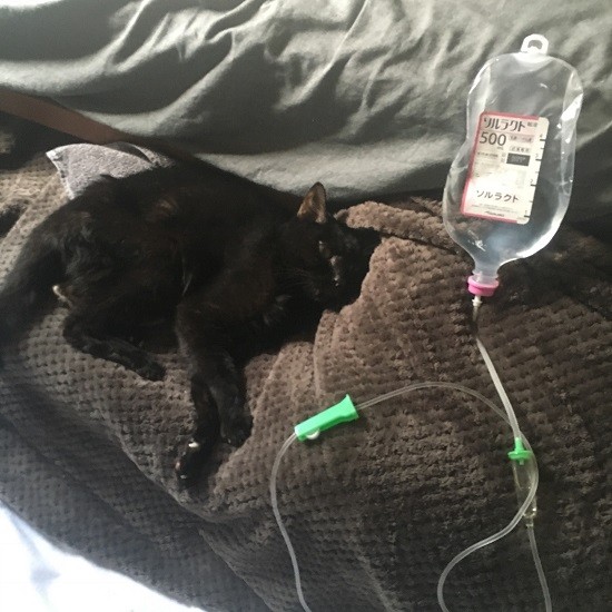 自宅でくうの介護をしていた時（典佳さん提供）