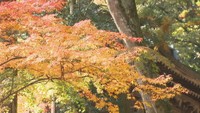 イチョウとモミジの紅葉を同時に　大窪寺で感じる秋の訪れ　香川・さぬき市