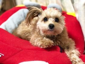 おもしろ可愛くなった犬　ご機嫌ななめ？な猫も〈sippoおもしろ写真〉