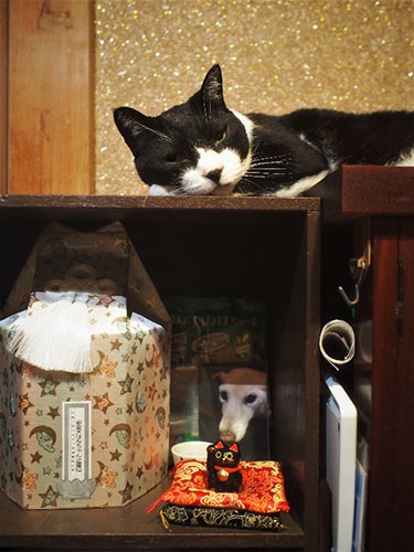 はなの遺骨のそばにずっといるきのこ