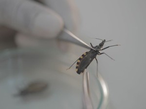 【１分でわかる】「顧みられない熱帯病」が大西洋を越えた! スペインの感染対策と日本の貢献