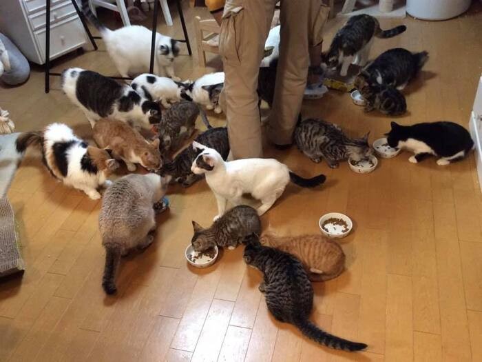 ボニズハウスの猫たち