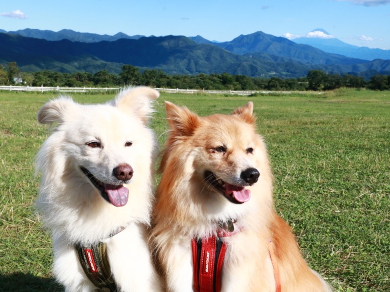 清泉寮にて、ここのソフトクリームはうまい