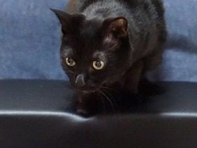 猫15歳、白髪チラホラ、衰えも　ピッタリな“大人の階段”発見