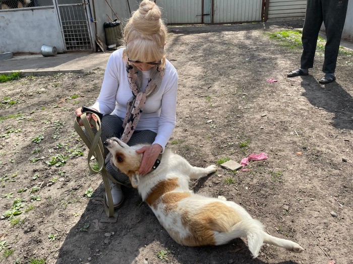 イガさん、引き受ける犬と