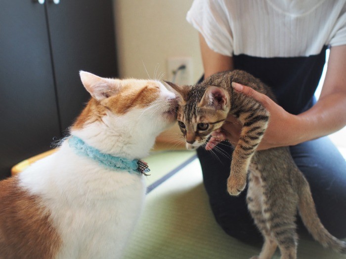 子猫を舐めずにはいられない