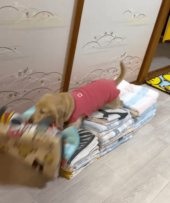 せっかく積んだのに…！タオルが散らかるまで遊ぶ （ほんわか姉妹さん提供）