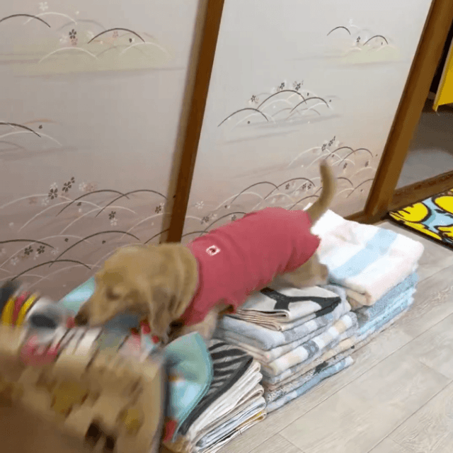 せっかく積んだのに…！タオルが散らかるまで遊ぶ （ほんわか姉妹さん提供）