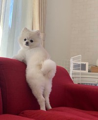 ソファ上で二足立ちになって窓の外をのぞくぽんちゃん（画像提供：ぼく、ポメラニアンのぽんちゃん！さん）