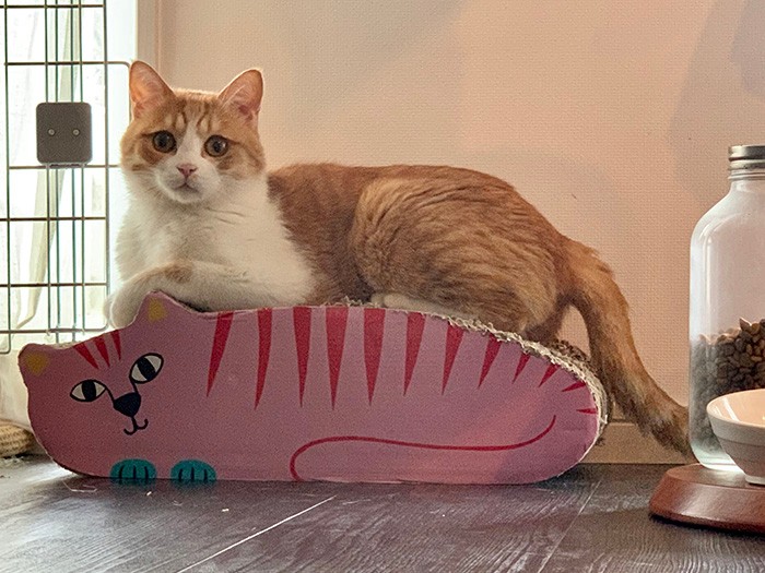 ごろりんお気に入りの爪とぎ