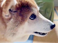 飼い主さんの様子をうかがうハルちゃん（画像提供：柴犬ハルさん）
