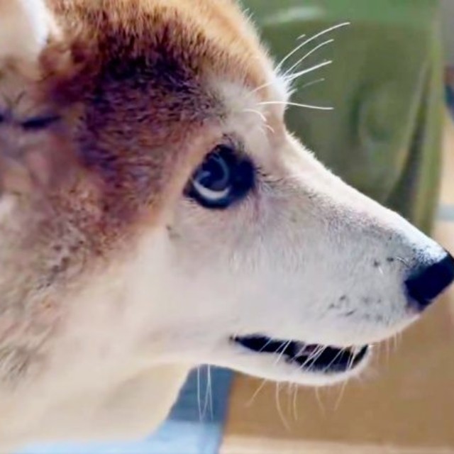 飼い主さんの様子をうかがうハルちゃん（画像提供：柴犬ハルさん）