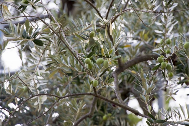 初の受粉作業で実るオリーブから採れるオリーブオイル。どんな味がするだろう