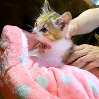 保護当時、あどけない表情が愛らしいハナちゃん（画像提供：４匹の猫のママさん）