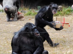 「運ぶ」の起源たどれば人類史わかる？一夫一婦制、直立二足歩行…更科功教授に聞いた