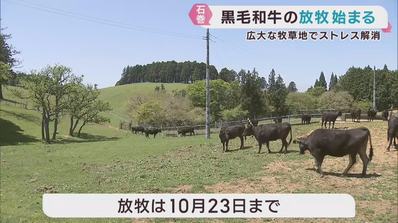 広大な牧場でストレス解消　和牛の放牧　宮城・石巻市