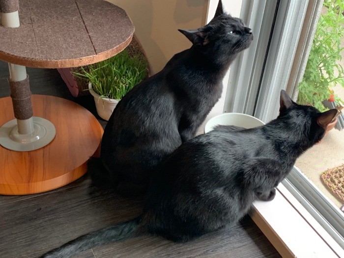 外の様子を見ているゴメフェス