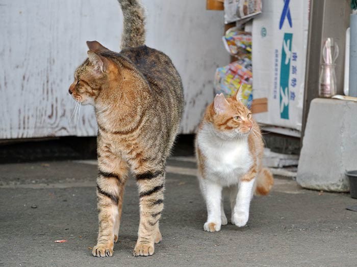 TNR済みの猫たち。住民がお世話をしている（中島さん提供）