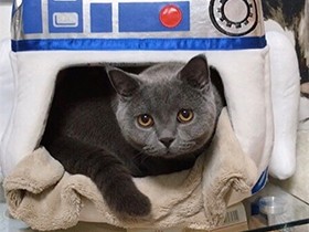 窓際もいいけど、冬はあったかハウスが好き　ブリショ「たぬ吉」