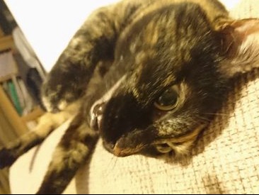 “ジョーズ”気分で、霧吹きで猫にしつけ