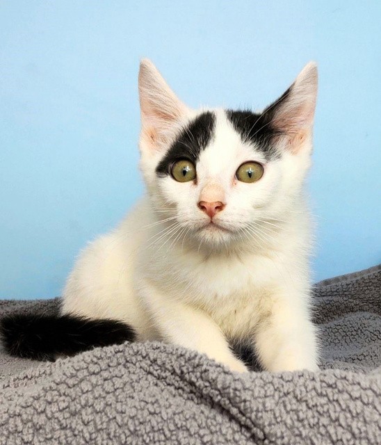 神奈川県横須賀市の動物愛護センターで保護された猫=神奈川県横須賀市提供