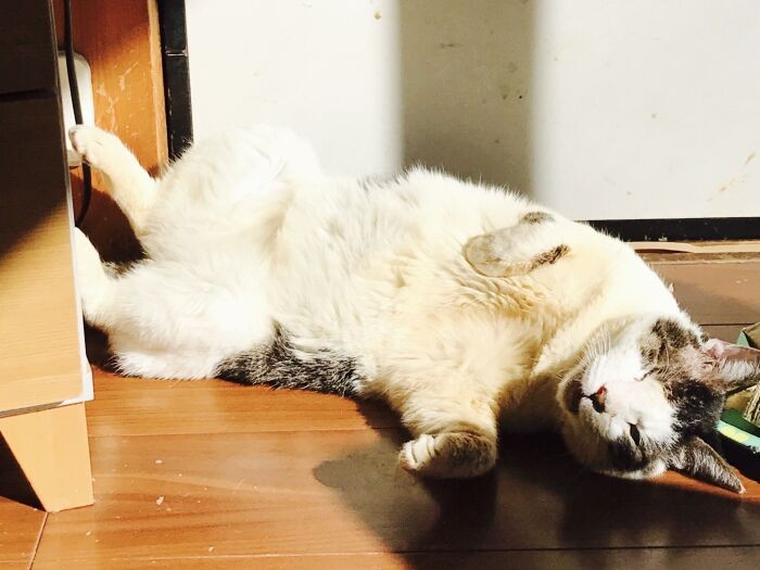 日だまりで。「き、きもちいい～」（ときえさん提供）