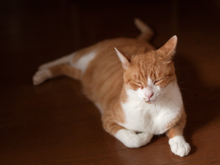 「本当はガーゼよりデンタルフロスが好きなんだ」（小林写函撮影）