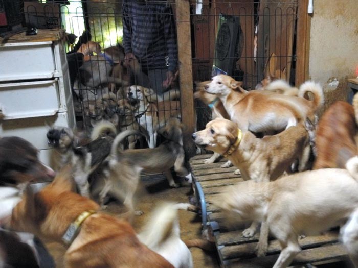 多頭飼育崩壊が起きている部屋の様子。やせ細った犬がひしめき合っている（どうぶつ基金提供）