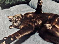 へそ天でくつろぐしずくちゃん（画像提供：さばりんご。さん）