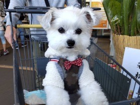今日はホームセンターでお買い物！　カートに立ち乗りするMIX犬「つぶ」