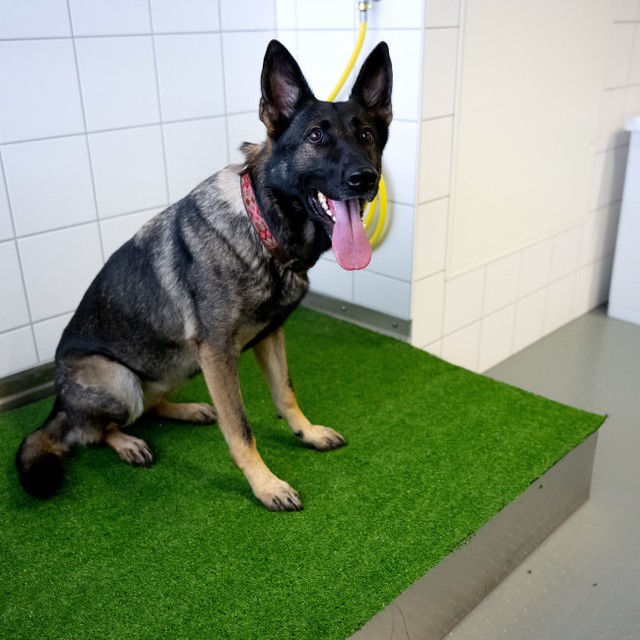 最も幸せそうな表情をする犬種とは　※写真はイメージです