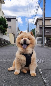 おさんぽだいすき