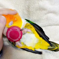 仰向けになって飼い主さんに甘えるポーくん。その手にはペットボトルのキャップがーー（画像提供：タイラーさん）