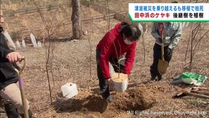 震災の津波で被災したケヤキ　接ぎ木で増殖し植樹　宮城・気仙沼市の田中浜