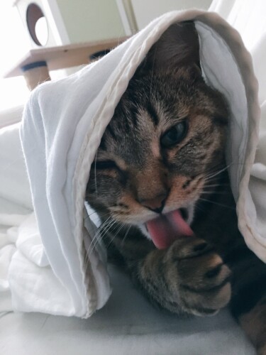 2013年、はるまきが14歳の時に新たに福多朗を迎えました（明日香さん提供）