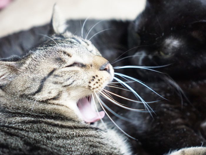 「鳴いてる本人だって、眠いんじゃないの？僕はいつでも眠いけどね」