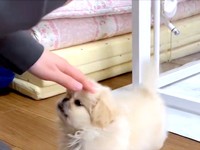 飼い主さんに褒めてもらうわた坊くん（画像提供：ペキニーズのわた坊さん）