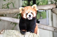 人工保育で育ったレッサーパンダの「優香」ちゃん（提供：秋吉台サファリランドさん）