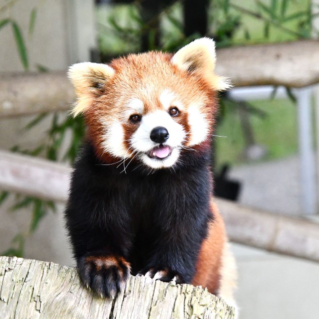 人工保育で育ったレッサーパンダの「優香」ちゃん（提供：秋吉台サファリランドさん）