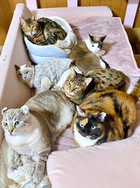 猫きょうだいと仲良く過ごすりぶちゃん（画像提供：べじたりあん。さん）