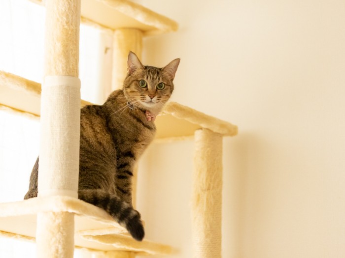 キャットタワーにありがとう